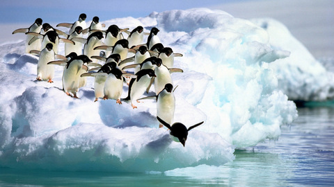 penguins-dive-into-the-water.jpg w=1200.jpg